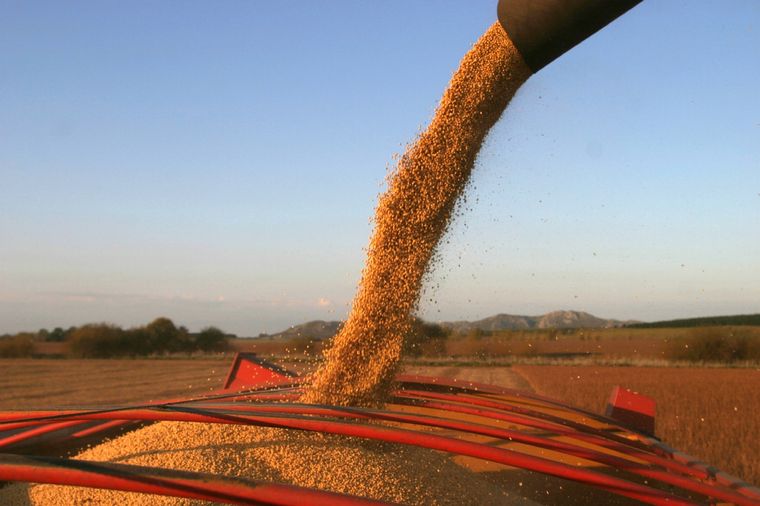 El Ministerio de Economía anunció que extenderá la baja de las retenciones para el trigo y la cebada pero dejará afuera a la cosecha gruesa. Foto: Telam
