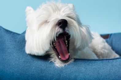 MDZol | Estos consejos pueden salvarle la vida a tu mascota Foto: Shutterstock