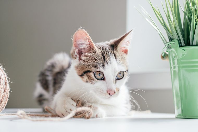 Las gatitas suelen ser más hogareñas que los gatos machos Foto: SHUTERSTOCK