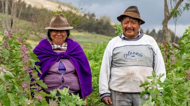 Agricultores indígenas en un campo de quinua en Ecuador. Foto: GETTY