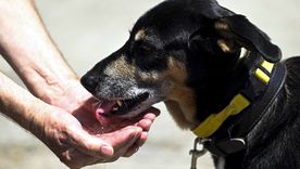 En la nota te dejamos tips clave para cuidar a tu mascota en días de calor extremo Foto: Efe.
