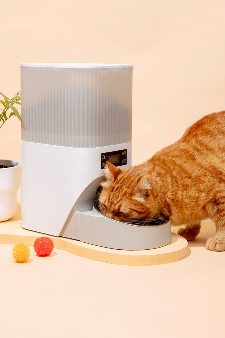 Evita el sobrepeso en tu gato. Foto: SHUTTERSTOCK