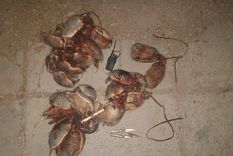 Los animales habían sido degollados y estaban sin eviscerar Foto: Ministerio de Seguridad de Mendoza Los animales habían sido degollados y estaban sin eviscerar Foto: Ministerio de Seguridad de Mendoza