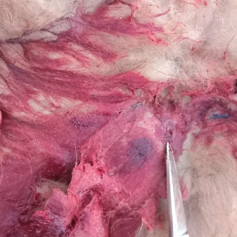 Guanaco herido en Potrerillos. Guanaco herido en Potrerillos.