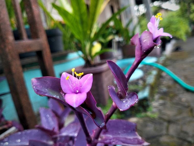 Con estos secretos la tradescantia estará llena de flores en el jardín.