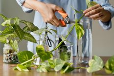 JARDÍN Es posible cultivar plantas en agua Foto: Shutterstock