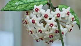 Este tipo de plantas es ideal para soportar altas temperaturas y tener perfumado todo el hogar. Este tipo de plantas es ideal para soportar altas temperaturas y tener perfumado todo el hogar.