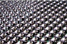 Acertijo visual, reto visual, panda