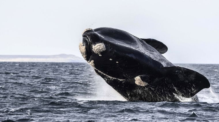 La becaria del CONICET Virginia Tortolini estudia la ecología acústica de la ballena franca Foto: Télam
