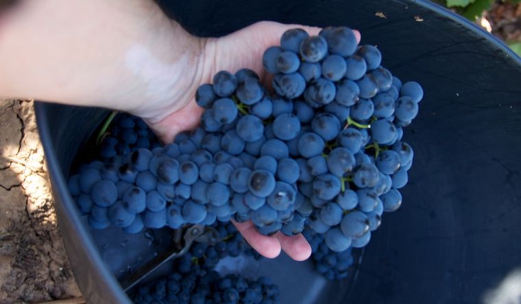 uvas Las uvas que nos dan el vino. Foto: Efe.