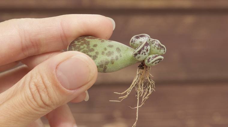 Con este truco casero las plantas echarán raíces rápidamente Foto: Shutterstock