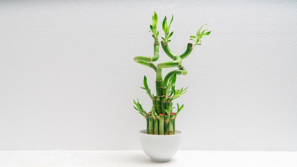 Qué significa tener un bambú de la suerte y dónde va según el Feng Shui