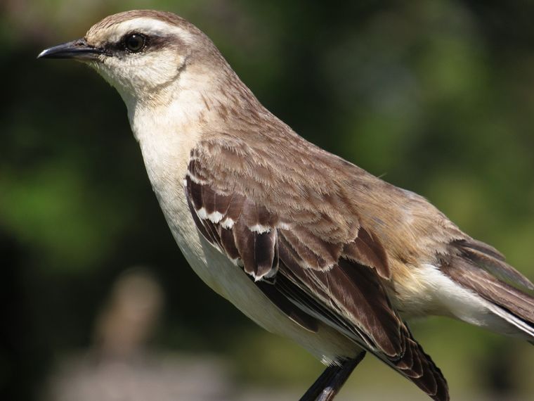 El significado oculto de esta ave en el jardín. El significado oculto de esta ave en el jardín. 