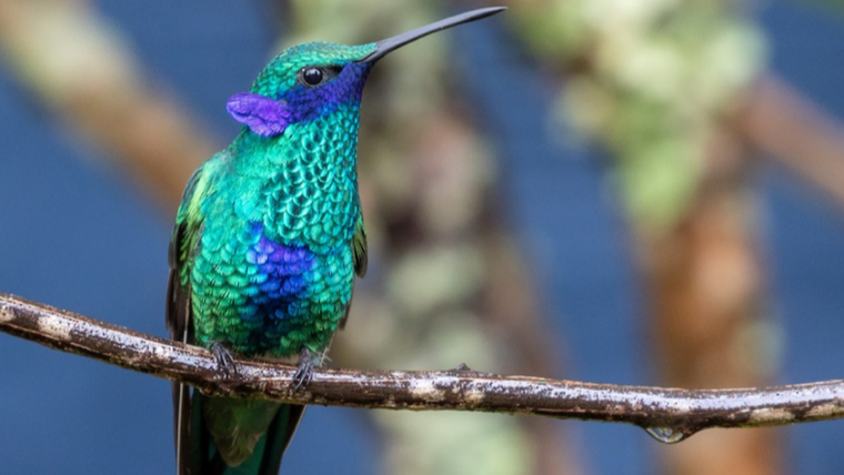El colibrí es el ave que visita el jardín más pequeña del mundo. Foto: Fuente: imagen - web Ebird El colibrí es el ave que visita el jardín más pequeña del mundo. Foto: Fuente: imagen - web Ebird