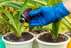 Cuando veas que tus plantas están decaídas, el mejor remedio para revivirlas es esta bebida Foto: Shutterstock