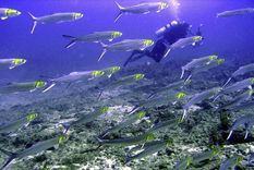 Los peces también sufren el cambio climático. Foto: EFE
