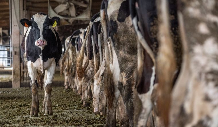 El ganado tiene fuerte implicancia en la emisión de gases. Foto: UN.