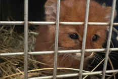 La cría de yaguarundí rojo que fue hallada por la Policía Ambiental