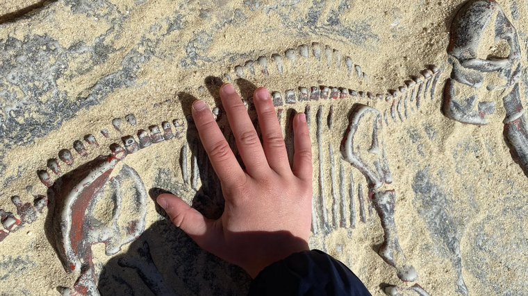 Se habla de una sexta extinción masiva, ya en curso. Foto: Cnet.