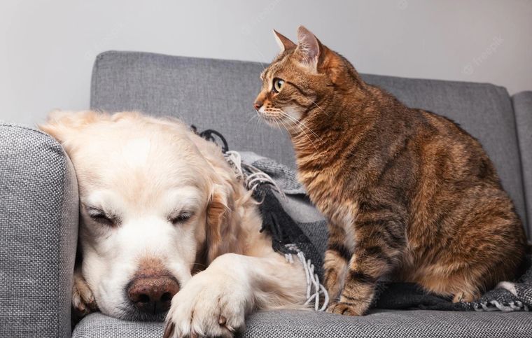 Es recomendable realizar un chequeo veterinario Foto: Archivo