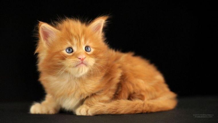 Gatos naranjas, gato de angora, gatito