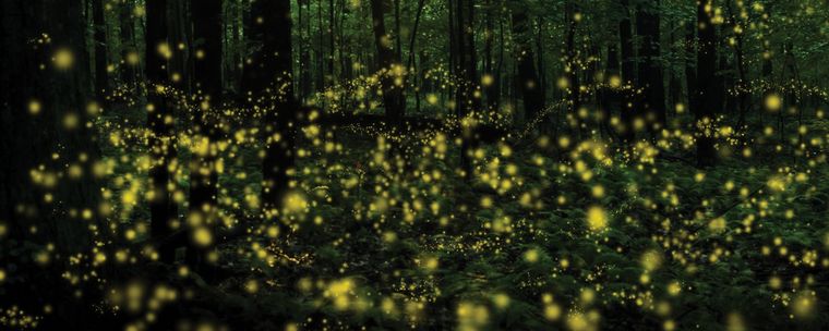 Las luciérnagas generan luz en intervalos de seis a ocho segundos. Las luciérnagas generan luz en intervalos de seis a ocho segundos.