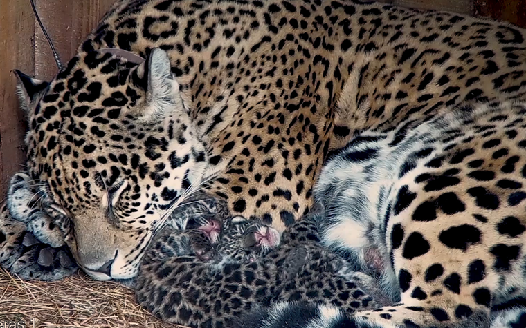 La yaguareté Tania con sus cachorros nacidos en 2018.