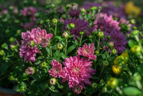 Crisantemo, atrae el dinero. Foto: Fuente: Shutterstock Crisantemo, atrae el dinero. Foto: Fuente: Shutterstock