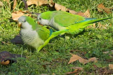 MDZol | Las cotorras argentinas han invadido España y Madrid decidió eliminarlas