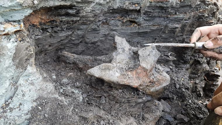El cráneo fue encontrado en las profundidades de la Amazonía peruana Foto: EFE
