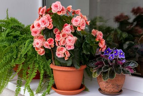 Estas plantas te darán un nuevo aire. Foto: Archivo Estas plantas te darán un nuevo aire. Foto: Archivo