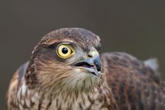 Imagen ilustrativa Imagen ilustrativa