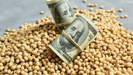 La liquidación de exportaciones de soja y maíz viene más lenta que en años anteriores, lo que encendió las alarmas en el Gobierno. Foto: Shutterstock