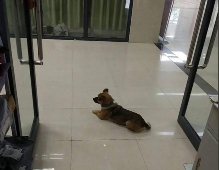 El perro espera a su dueño, pero no sabe que éste murió por coronavirus y nunca volverá