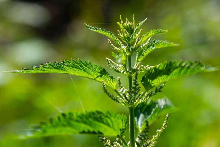 La ortiga es un verdadero tesoro en nuestro jardín Foto: Shutterstock