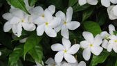 Jazmín, ideal para atraer la fortuna. Jazmín, ideal para atraer la fortuna.