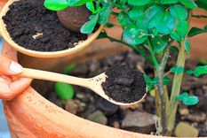 Jardín Usa la borra de café de esta manera