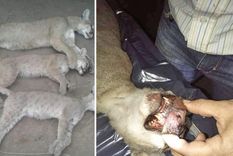 El hombre mató a los pumas con una escopeta y con un palo