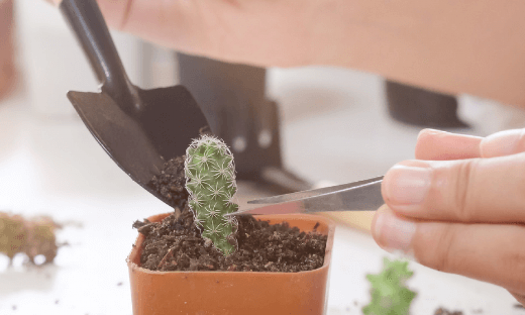 Reproducir tus cactus es útil y una forma de conectar con la naturaleza. Foto: Archivo Reproducir tus cactus es útil y una forma de conectar con la naturaleza. Foto: Archivo