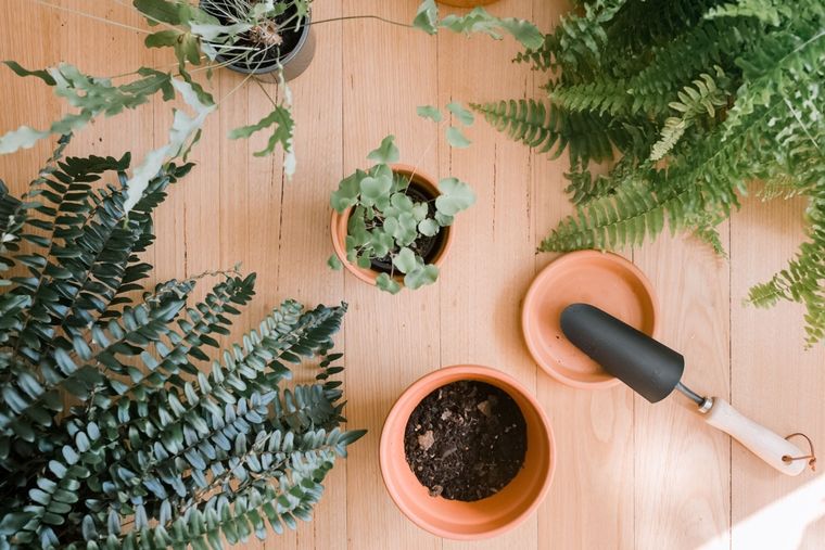 Los helechos son plantas clásicas con gran poder ornamental. Foto: Decoora
