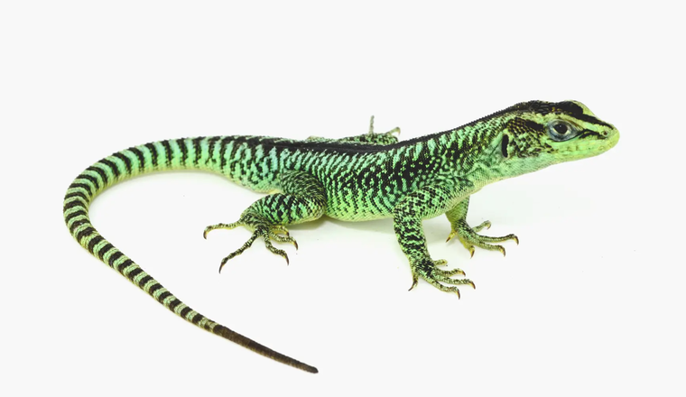 La variedad descubierta amplía el conocimiento sobre la evolución de los reptiles. Foto: Gob. RN