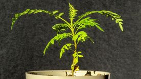 Cómo tener un árbol pequeño en casa. Foto: Shutterstock