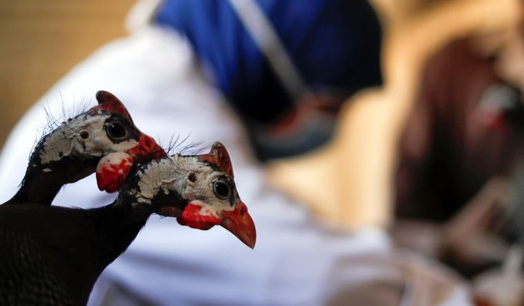 Gripe aviar El el primer muerto informado a nivel mundial Foto: EFE