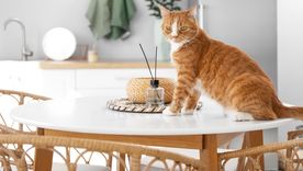 Por qué estas mascotas siempre prefieren superficies altas. Foto: Shutterstock Por qué estas mascotas siempre prefieren superficies altas. Foto: Shutterstock