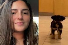 se nego a declarar la cheta roba perros y aun no localizan al cachorro