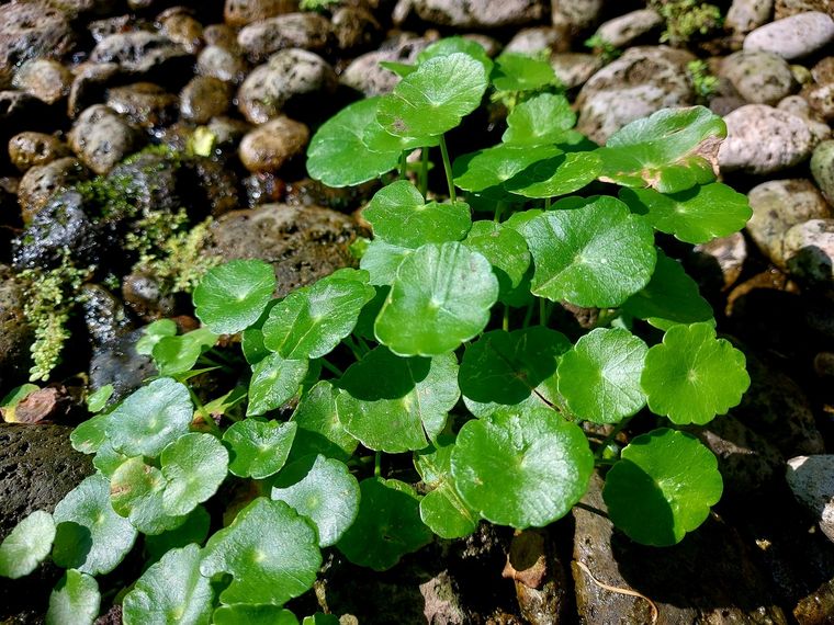 Esta planta es una verdadera bendición para cualquier hogar Foto: Shutterstock