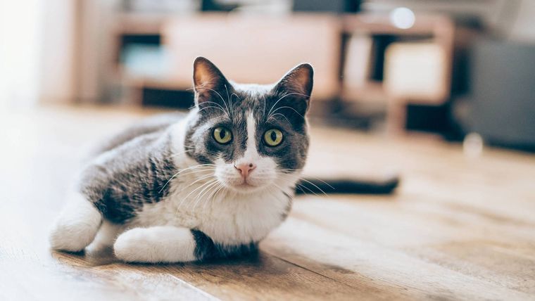 MASCOTAS LOS GATOS TAMBIÉN SUFREN DE PULGAS. Foto: SHUTTERSTOCK