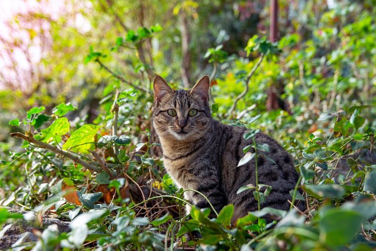 Los gatos asilvestrados atacan a muchas especies en Australia. Foto: SHUTTERSTOCK