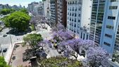 Flores de jacarandá sobre la Avenida 9 de Julio. Flores de jacarandá sobre la Avenida 9 de Julio.
