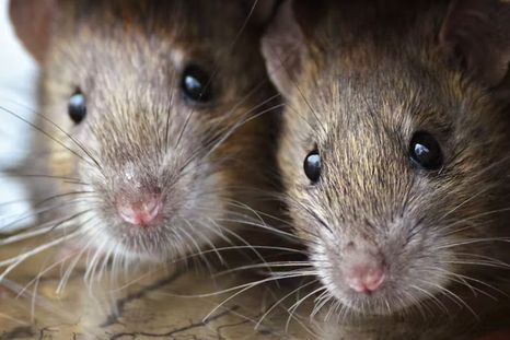 Este remedio casero ahuyentará a las ratas de tu hogar Foto: Shutterstock Este remedio casero ahuyentará a las ratas de tu hogar Foto: Shutterstock